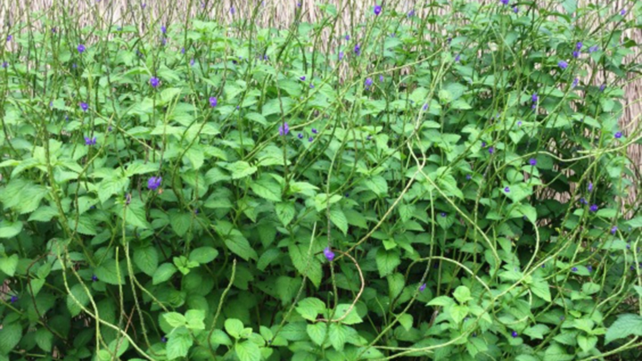The Awōwī plant with green leaves and purple flowers