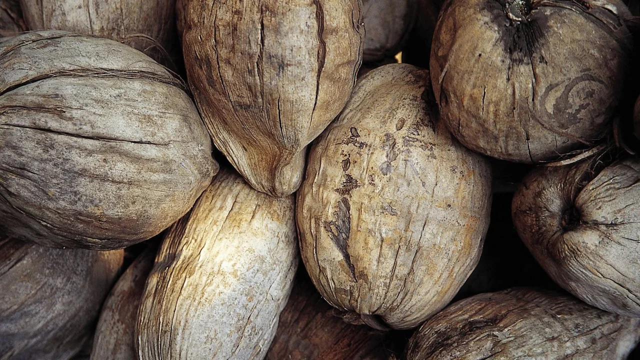 Pile of coconuts.