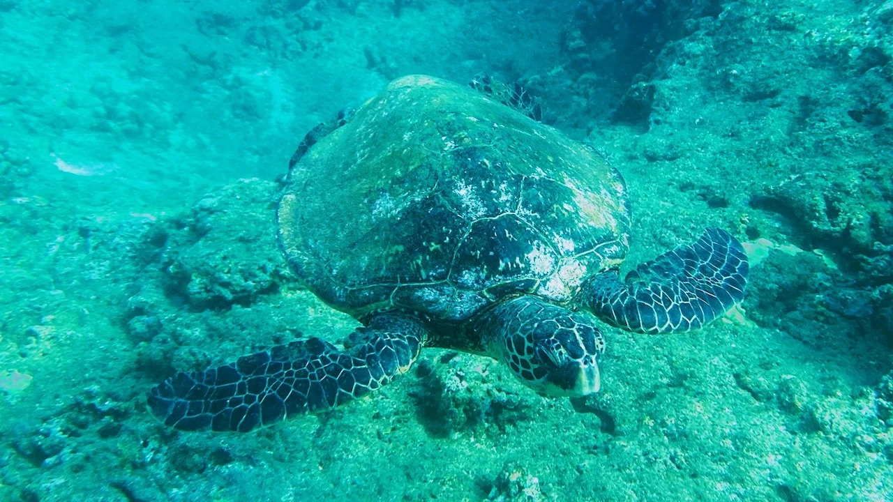 Hawaiian Green Sea Turtle