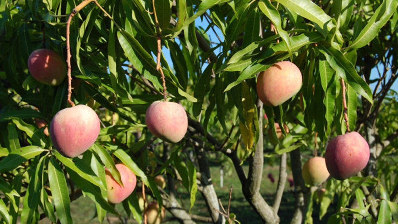 Photo Courtesy of imgarcade.com