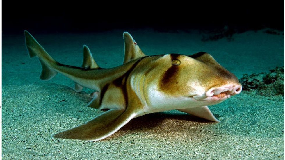 Shark on the sea floor.