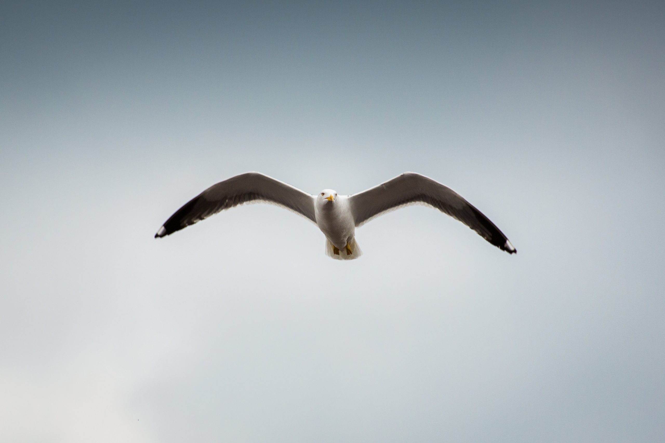 Seagull flying