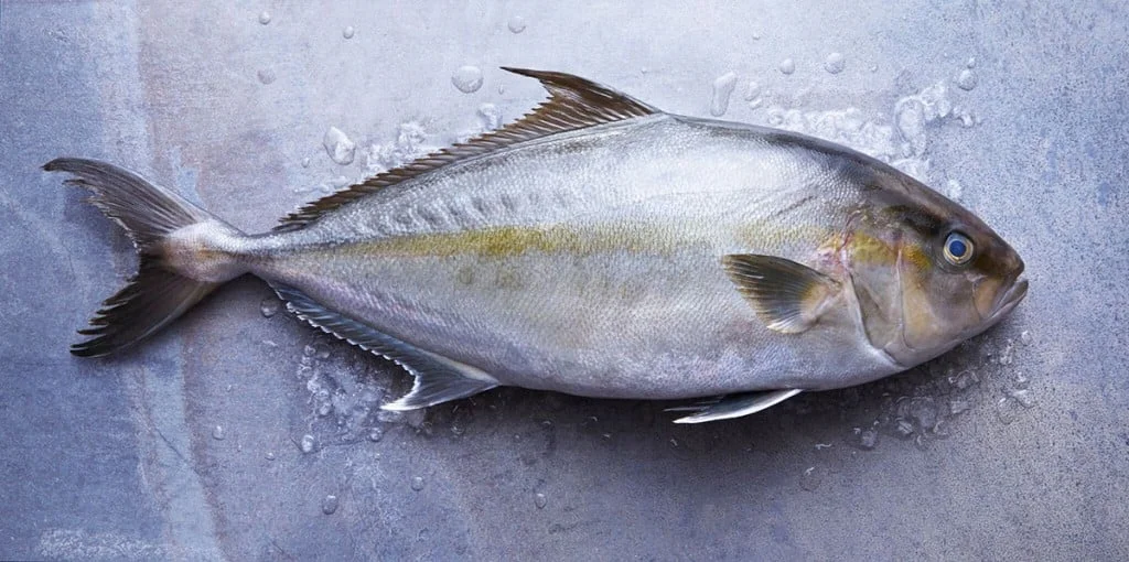 A large kampachi fish