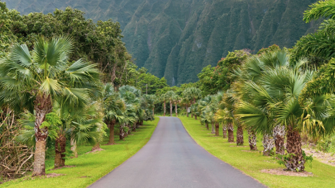Surrounded by trees and mountains, this straight road makes for an iconic Instagrammable spot in Oʻahu.