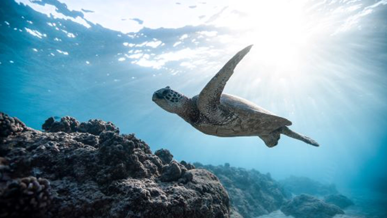 A sea turtle swimming along the Hawaiian reef.
