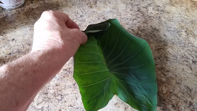 Folding the taro leaf.