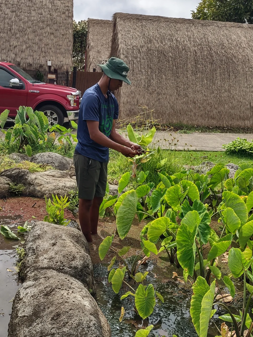 Student stripping parts of the plant